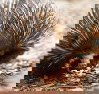 Aussie Wildlife Course - July/August/September - Accommodation Main Beach