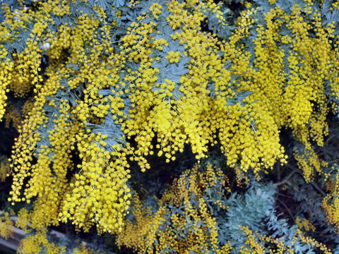 Australian Wattle Day @ The Old Bus Depot Markets - Accommodation Main Beach 0