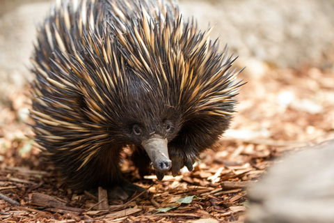 Aussie Wildlife Course - October Condensed Weekend Course - Accommodation Main Beach 0