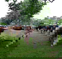 Dorrigo Agricultural Show - Accommodation Main Beach