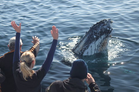 Eden Whale Festival - Accommodation Main Beach 0