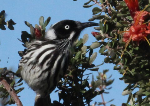 Esperance Wildflower Festival - Accommodation Main Beach 0