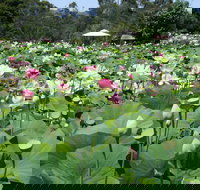 Lotus Flower Season - Accommodation Main Beach