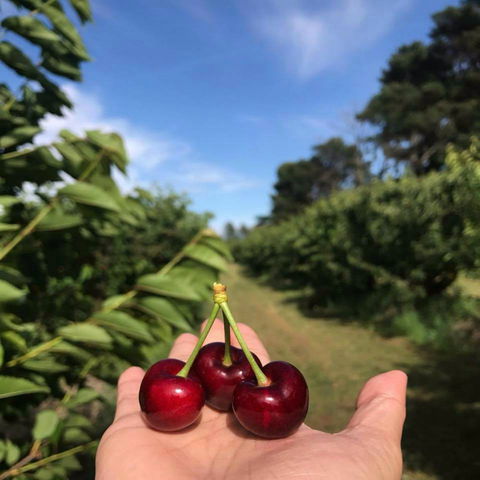 National Cherry Festival - Accommodation Main Beach 0