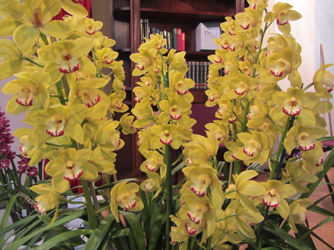 Sapphire Coast Orchid Club Winter Orchid Show - Accommodation Main Beach 0