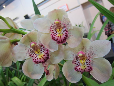 Sapphire Coast Orchid Club Winter Orchid Show - Accommodation Main Beach 1