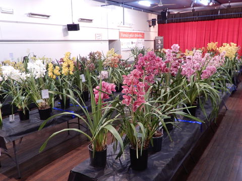 Sapphire Coast Orchid Club Winter Orchid Show - Accommodation Main Beach 2