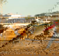 Walgett Charity Bushman's Carnival Rodeo and Campdraft - Accommodation Main Beach