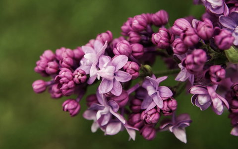 69th Annual Goulburn Lilac City Festival - Accommodation Main Beach 0
