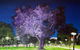 Adelaide Parklands Art Prize  Finalists Exhibition & Sale 2020 - thumb 0
