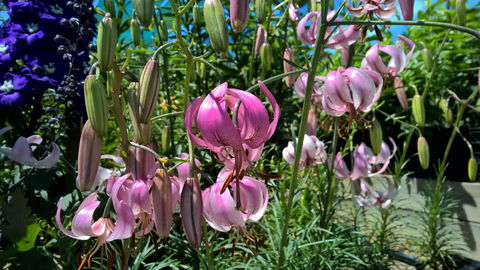 Burnie Lilium Show - Accommodation Main Beach 1