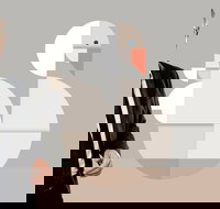 Classics Unwrapped 3 Animals - Accommodation Main Beach