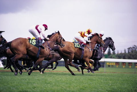 Cootamundra Cup - Accommodation Main Beach 1