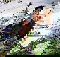 Greater Whitsunday Farmers Markets - Accommodation Main Beach