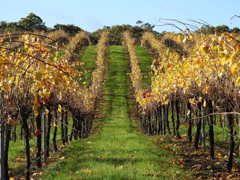 Miners Ridge Wine Tasting - Accommodation Main Beach 0