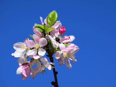 Spring Time At Hunter Valley Gardens - Accommodation Main Beach 0
