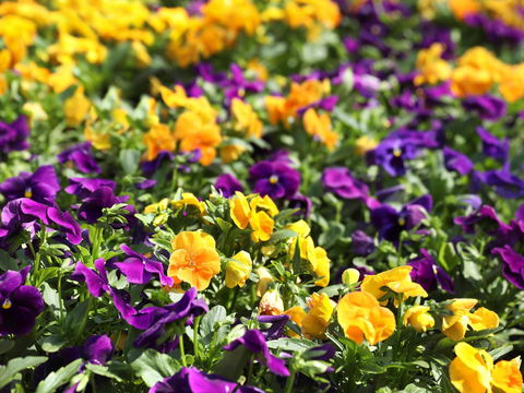 Spring Time At Hunter Valley Gardens - Accommodation Main Beach 2
