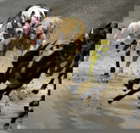 Twilight Greyhound Racing - Accommodation Main Beach