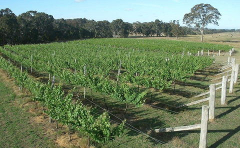 Yarralaw Springs Wines  - Cellar Door Wine Tasting - Accommodation Main Beach 1