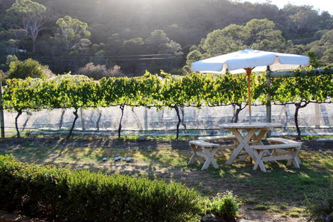 Every Man & His Dog Vineyard - Accommodation Main Beach 6