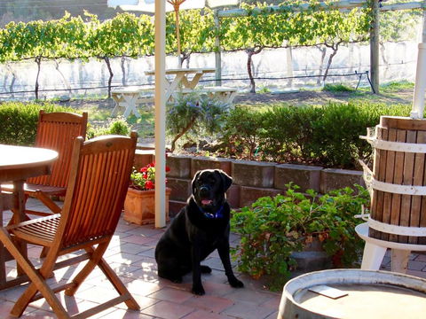 Every Man & His Dog Vineyard - Accommodation Main Beach 7