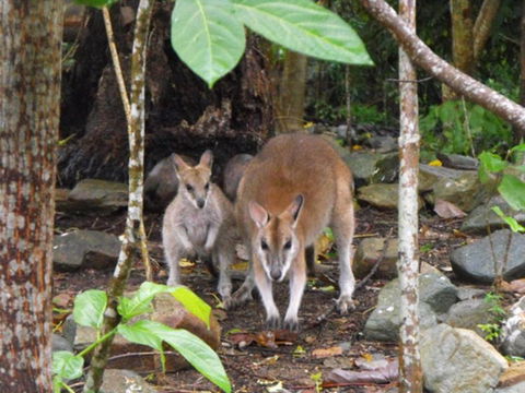 Yachtsmans Paradise Whitsundays - Accommodation Main Beach 6