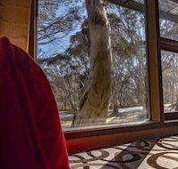 Snowgums 07
