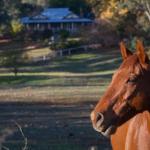 Historic Oak Hill House Estate Truffle Gourmet Festival Region - Accommodation Main Beach 0