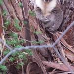 Stringybark Hills Retreat - Accommodation Main Beach 0