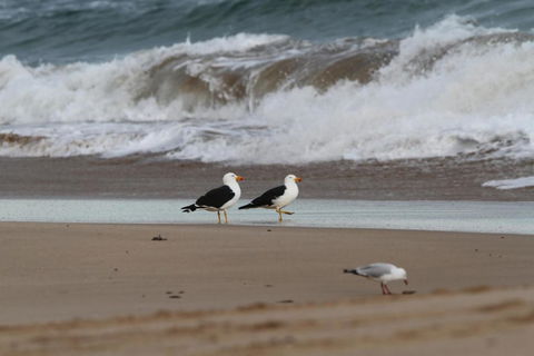 LOCKINGTON - Accommodation Main Beach 6