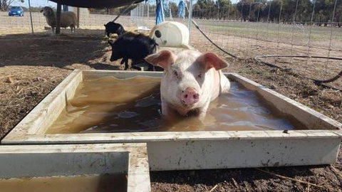A Better Life Animal Sanctuary FarmStay Private Two Bedrooms Lounge Room & Bathroom & Toilet Shared Kitchen - Accommodation Main Beach 2