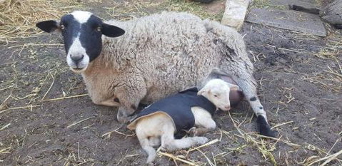 A Better Life Animal Sanctuary FarmStay Private Two Bedrooms Lounge Room & Bathroom & Toilet Shared Kitchen - Accommodation Main Beach 1