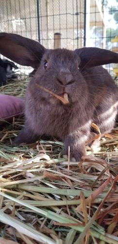 A Better Life Animal Sanctuary FarmStay Private Two Bedrooms Lounge Room & Bathroom & Toilet Shared Kitchen - Accommodation Main Beach 5