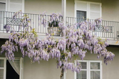 Lindenwarrah At Milawa - Accommodation Main Beach 4