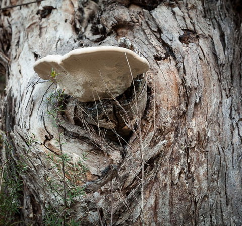 Margate Cottage Boutique Bed & Breakfast - Accommodation Main Beach 1