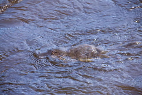 Platypus Playground Riverside Cottage - Accommodation Main Beach 4
