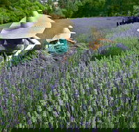 Lavandula Swiss Italian Farm - Accommodation Main Beach