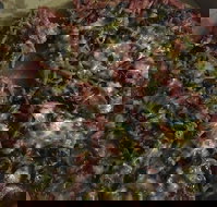 Ray's Pizza  Pasta - Accommodation Main Beach