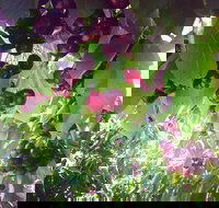 Sister's Rock Restaurant - Accommodation Main Beach