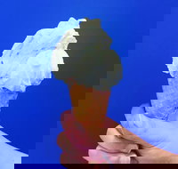 Gelato Papa - Accommodation Main Beach