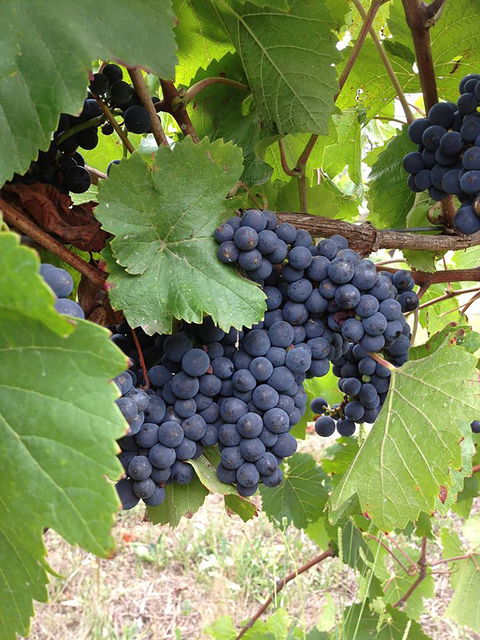 Marcus Hill Vineyard - Accommodation Main Beach 0