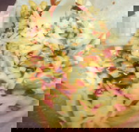 Massive Wieners - Accommodation Main Beach