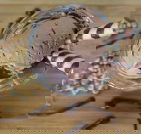 PN's Daily Scoop - Accommodation Main Beach