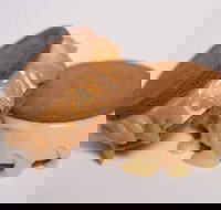 Gelato Messina - South Brisbane - Accommodation Main Beach