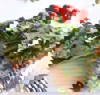 The Garden Tearooms  Cottage Nursery - Accommodation Main Beach