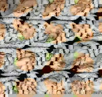 Sushi Pia - Accommodation Main Beach