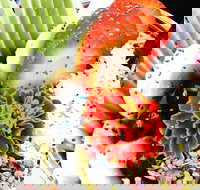 Wildernis Cafe and Bar - Accommodation Main Beach