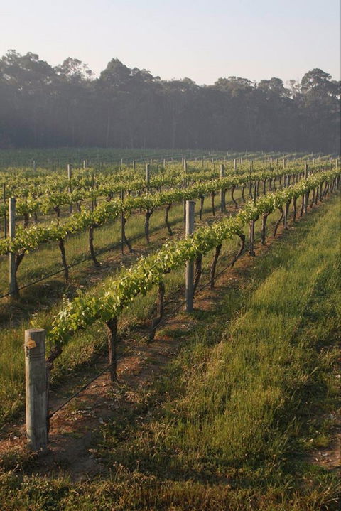 Cape Grace Wines - Accommodation Main Beach 0
