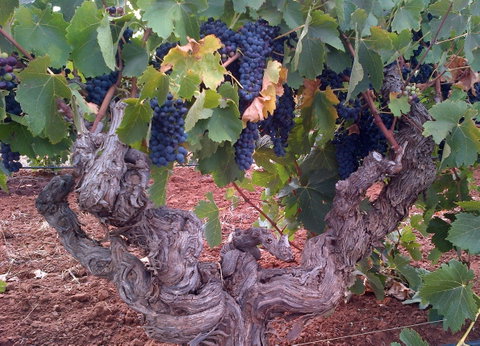 John Duval Wines - Accommodation Main Beach 2