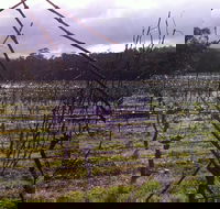Darlington Vineyard - Accommodation Main Beach